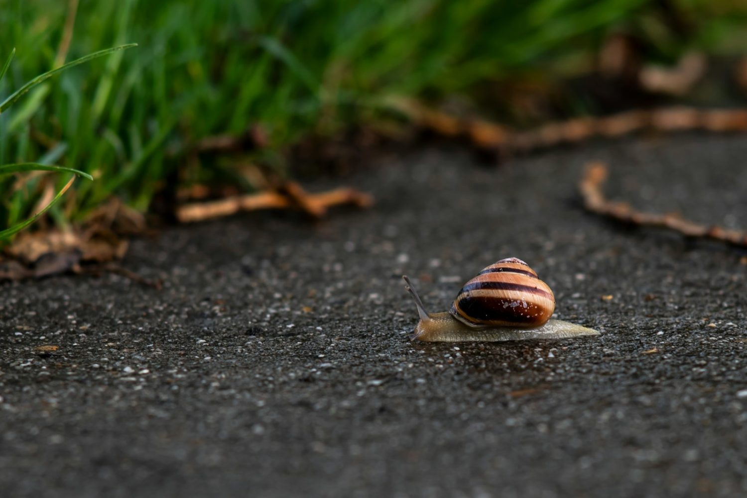 a snail that is sitting on the ground